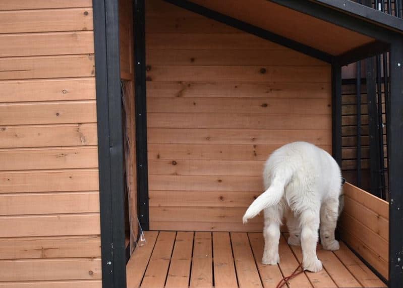 Golden Retriever puppy standing on covered porch of kennel.