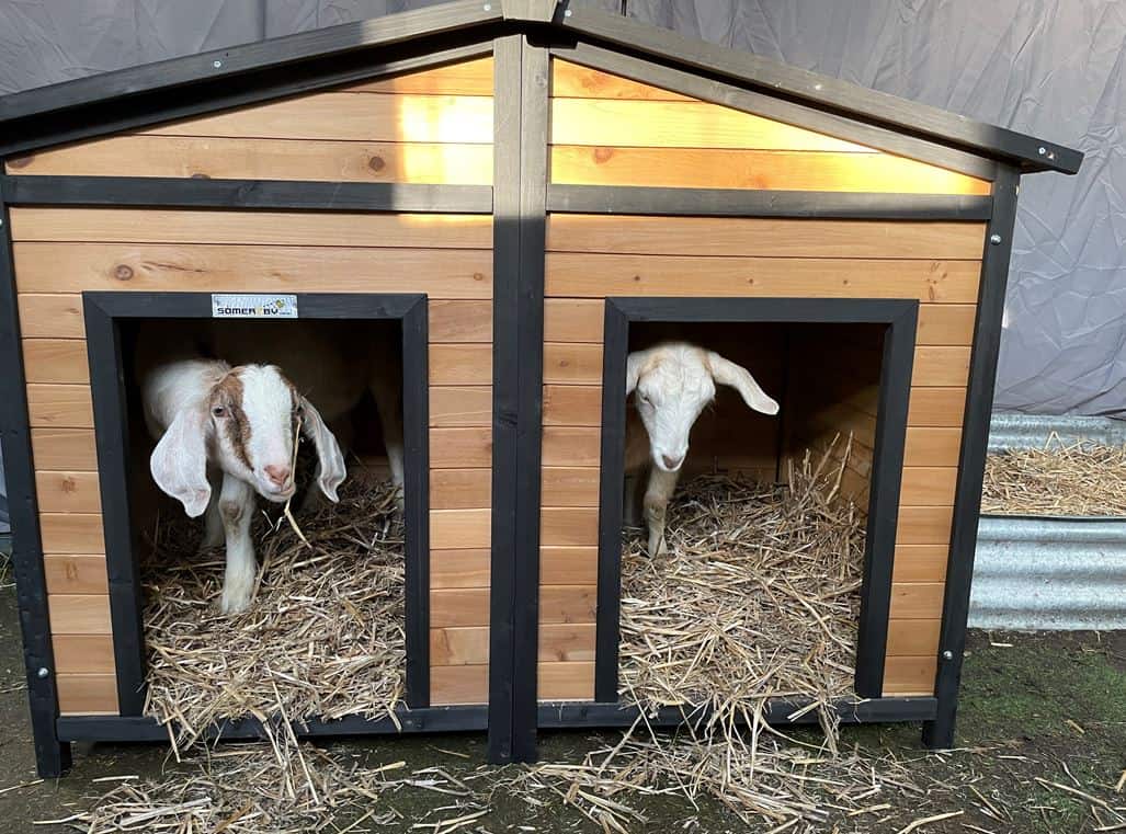 Two goats standing in the Den Dog Kennel, with hay all over the kennel's floor.