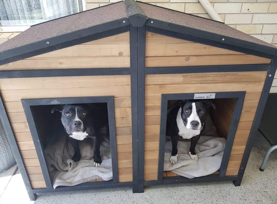 Two Staffy dogs standing in the Den Dog Kennel.