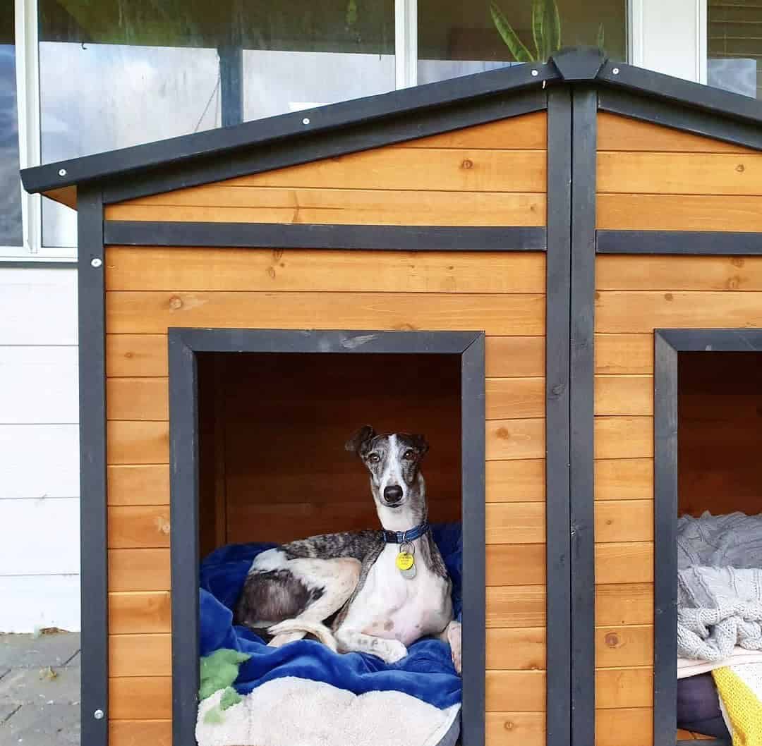Greyhound sitting in the Den Dog Kennel.