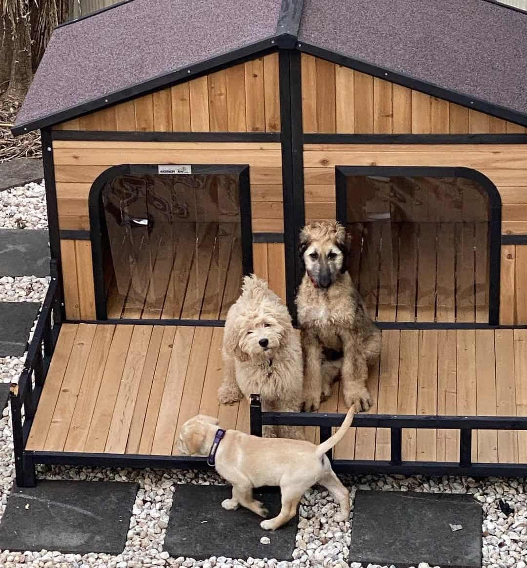 3 dogs on timber porch outside a two door dog kennel.