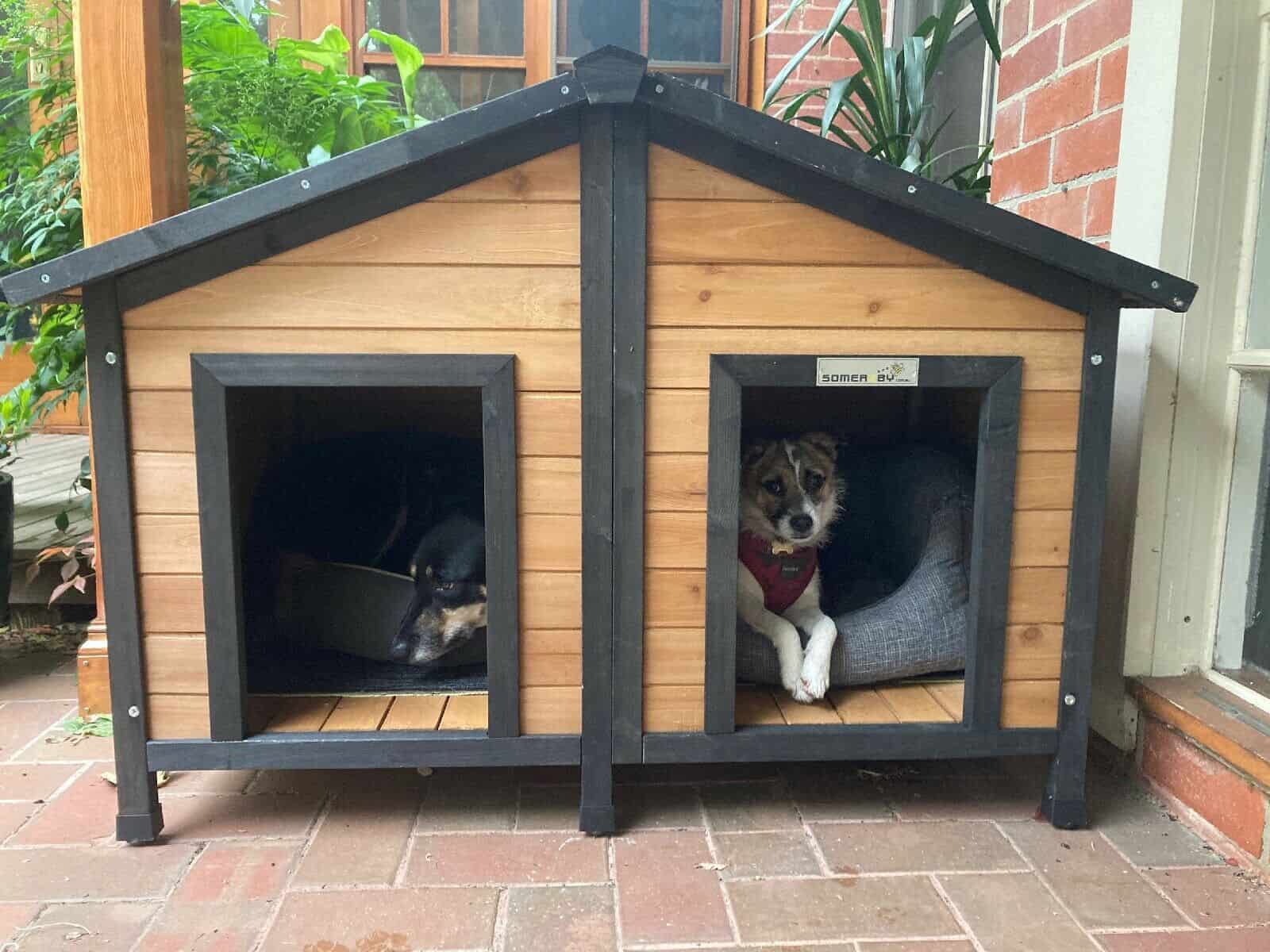 Kelpie and Jack Russell sitting in the Duplex Dog Kennel.