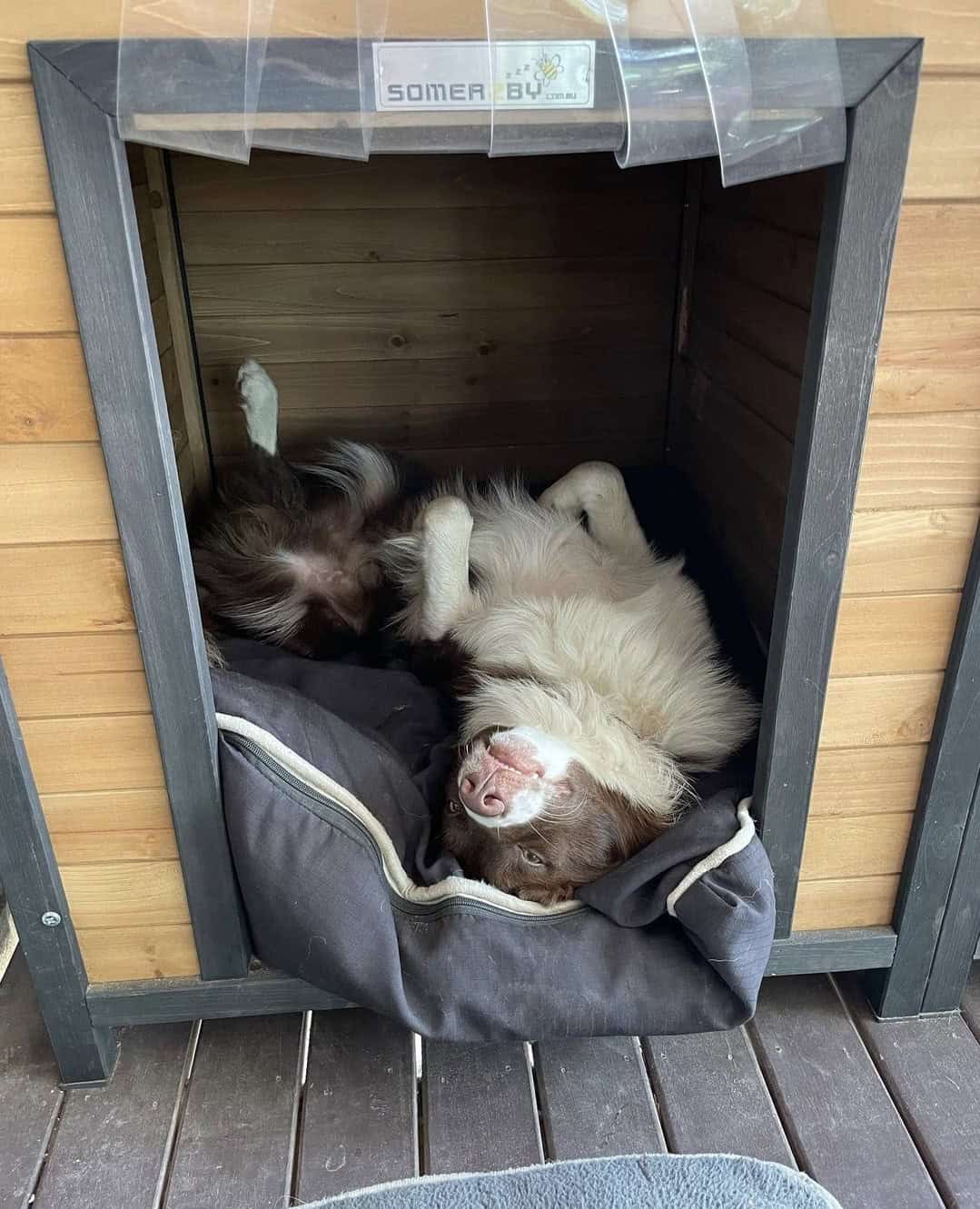 Dog in doorway of kennel laying upside down.