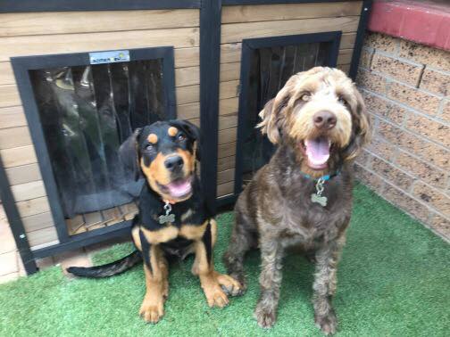 Two dogs sitting in front of a timber kennel looking at the camera.