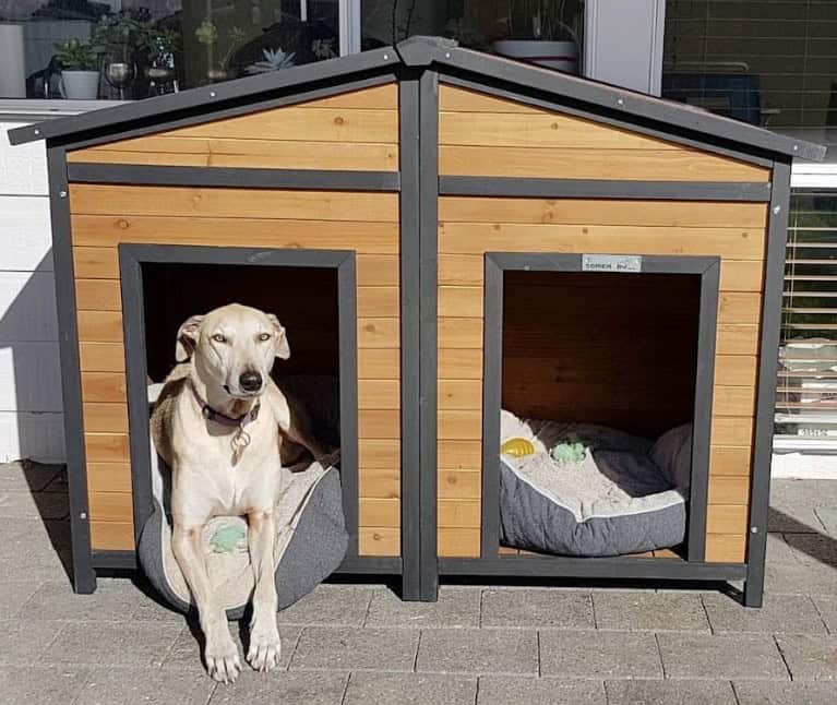Dog lying in the doorway of a double door dog kennel.
