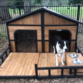 Black and white dog standing on porch in front of dog kennel.