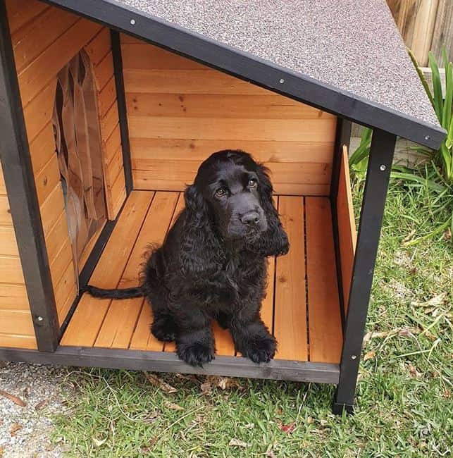 Black dog on porch of Cubby Kennel
