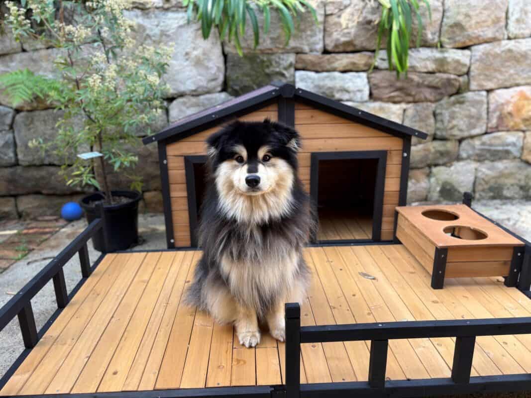 Fluffy dog sitting on a timber porch in front of a timber kennel.