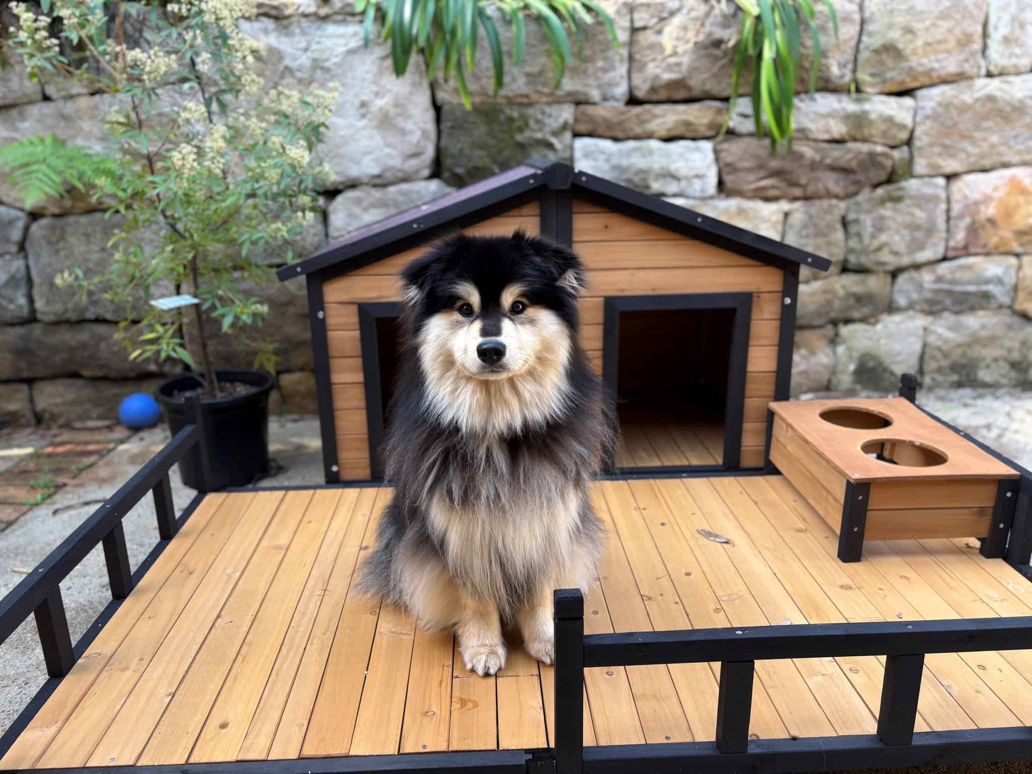 Fluffy dog sitting on a timber porch in front of a timber kennel.