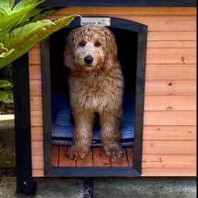 Caramel coloured fluffy dog standing in the doorway of a timber kennel