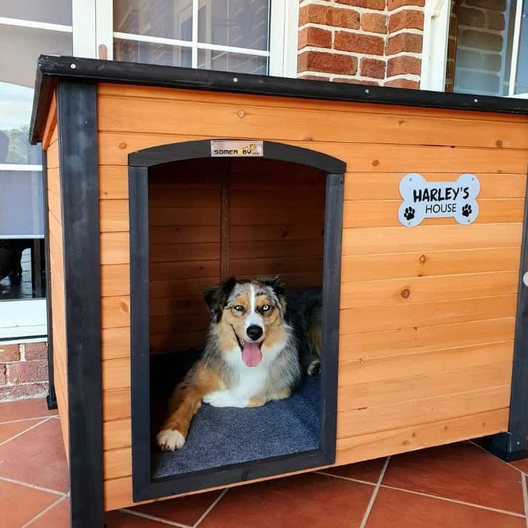 Dog laying inside the Haven Dog Kennel in a customer's backyard.