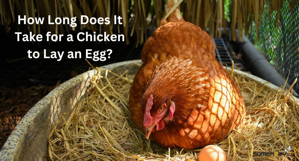 How Long Does It Take for a Chicken to Lay an Egg