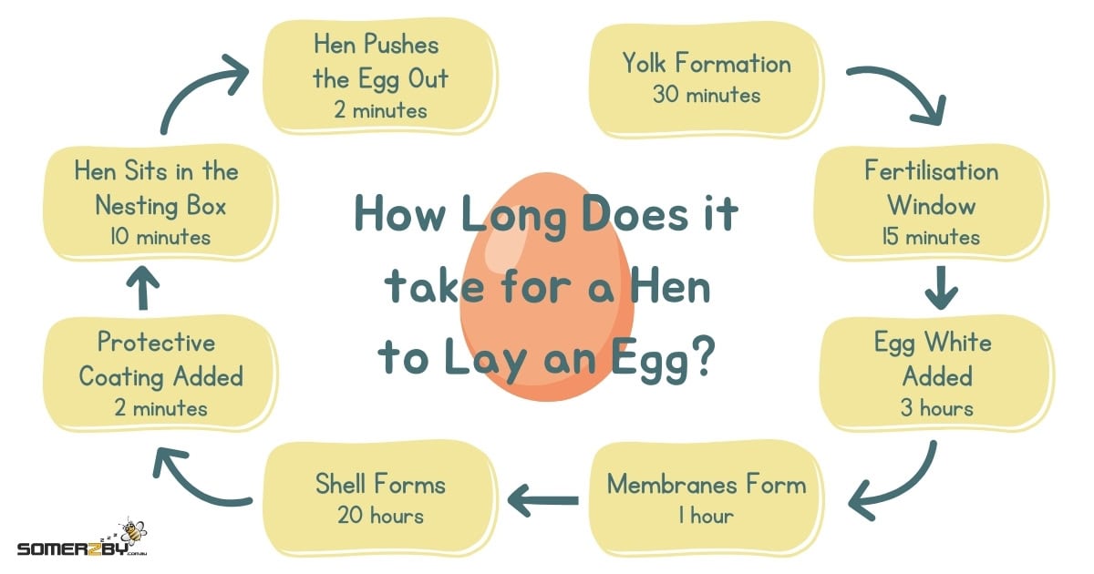 How Long Does it take for a Hen to Lay an Egg