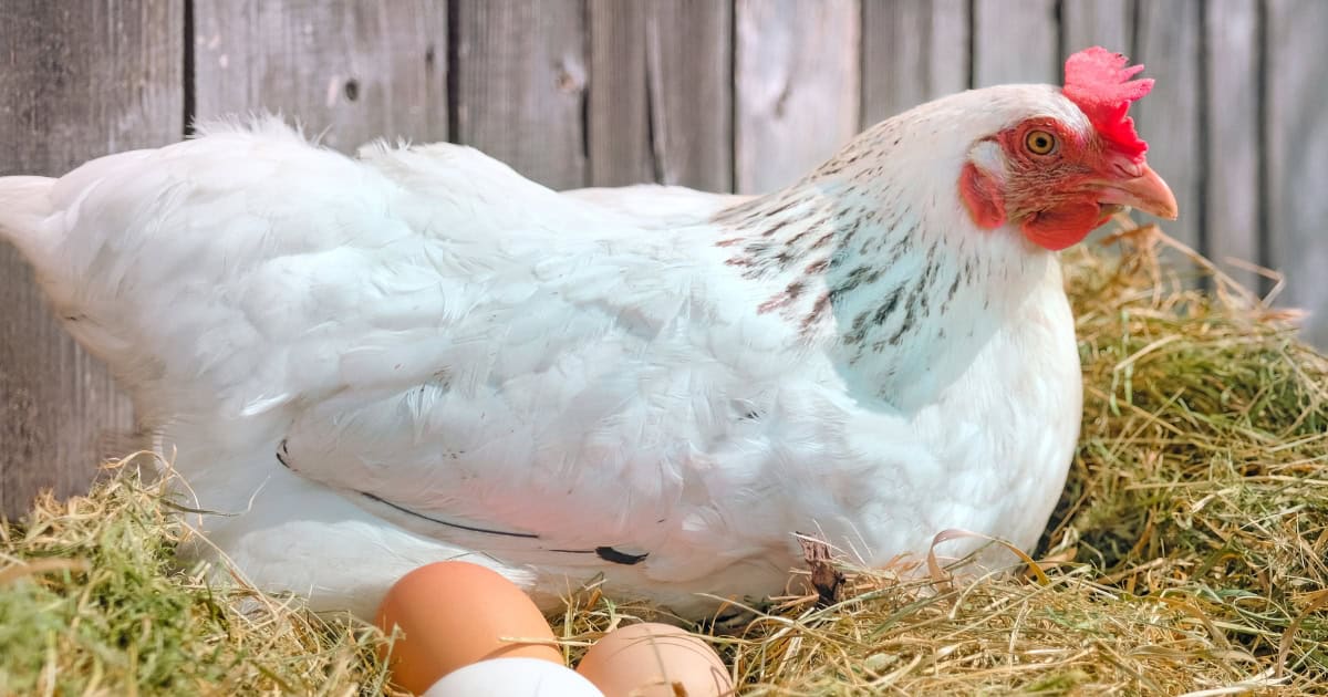 Laying hen with three eggs