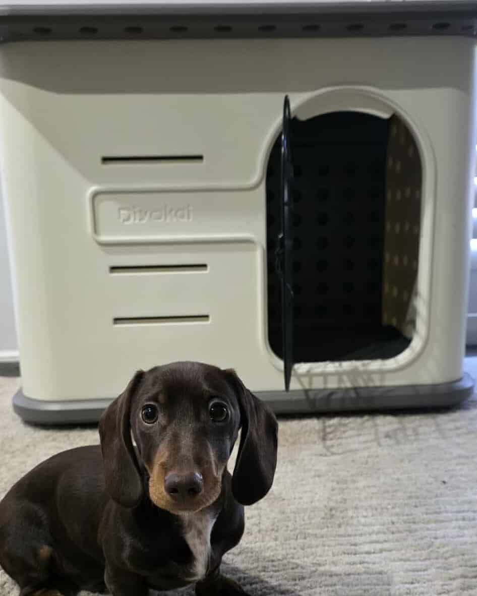 Brown Daschund in front of grey plastic dog kennel.