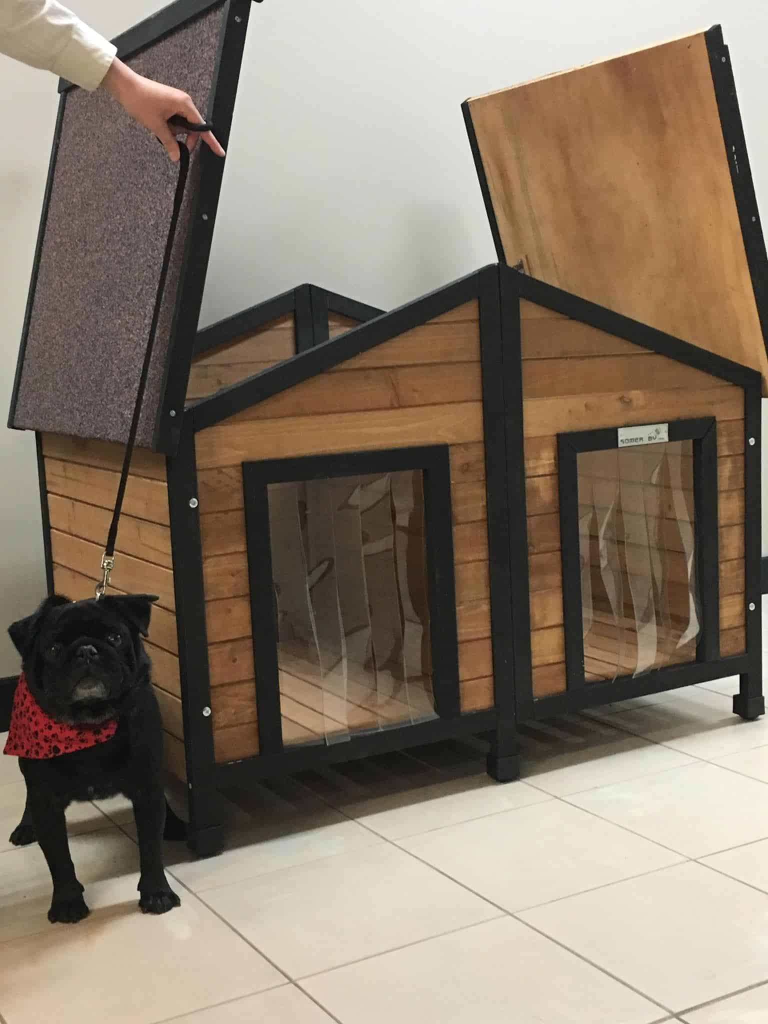 Black Pug dog standing next to double door kennel with roof open.