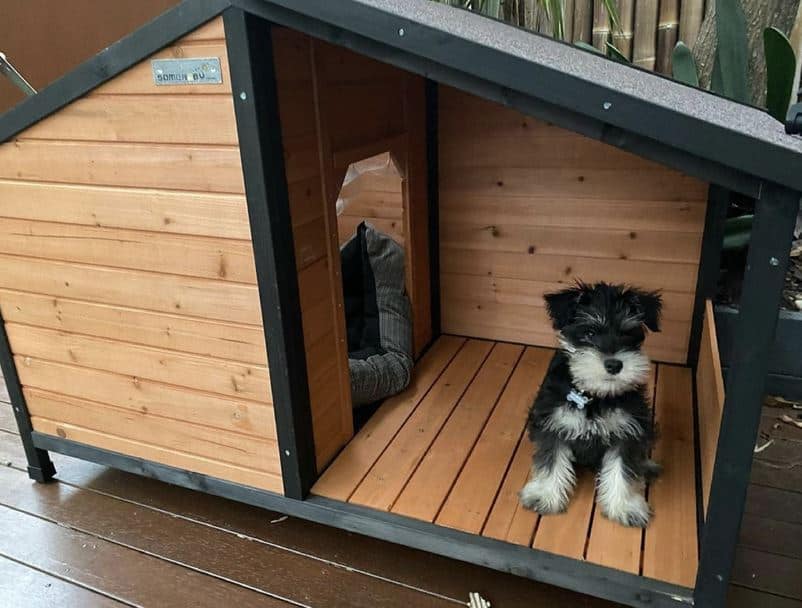 Small black and white puppy sitting on porch of dog kennel.