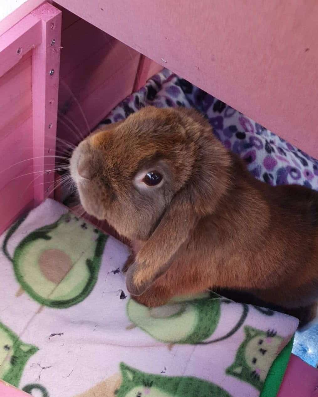 A brown bunny sitting on an avocado patterned blanket inside a pink timber rabbit hutch looking up at the camera.