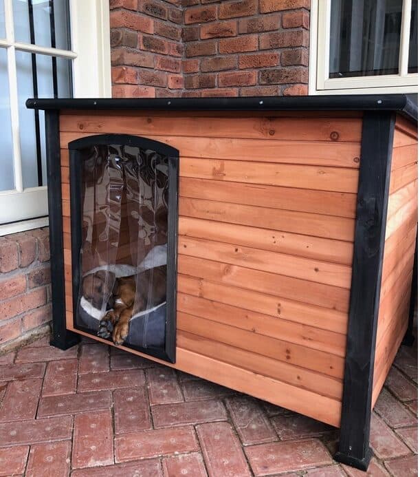 Rhodesian Ridgeback Puppy Sleeping in a kennel