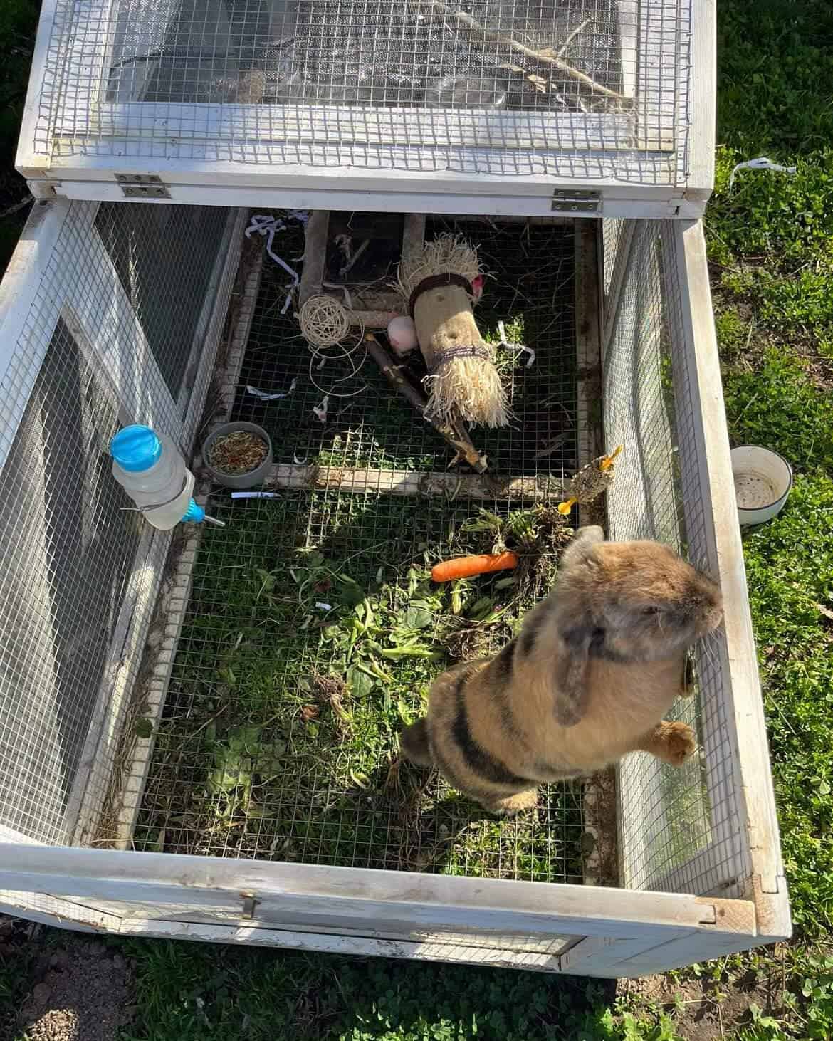 Bunny in a Deluxe Cottage Somerzby hutch.