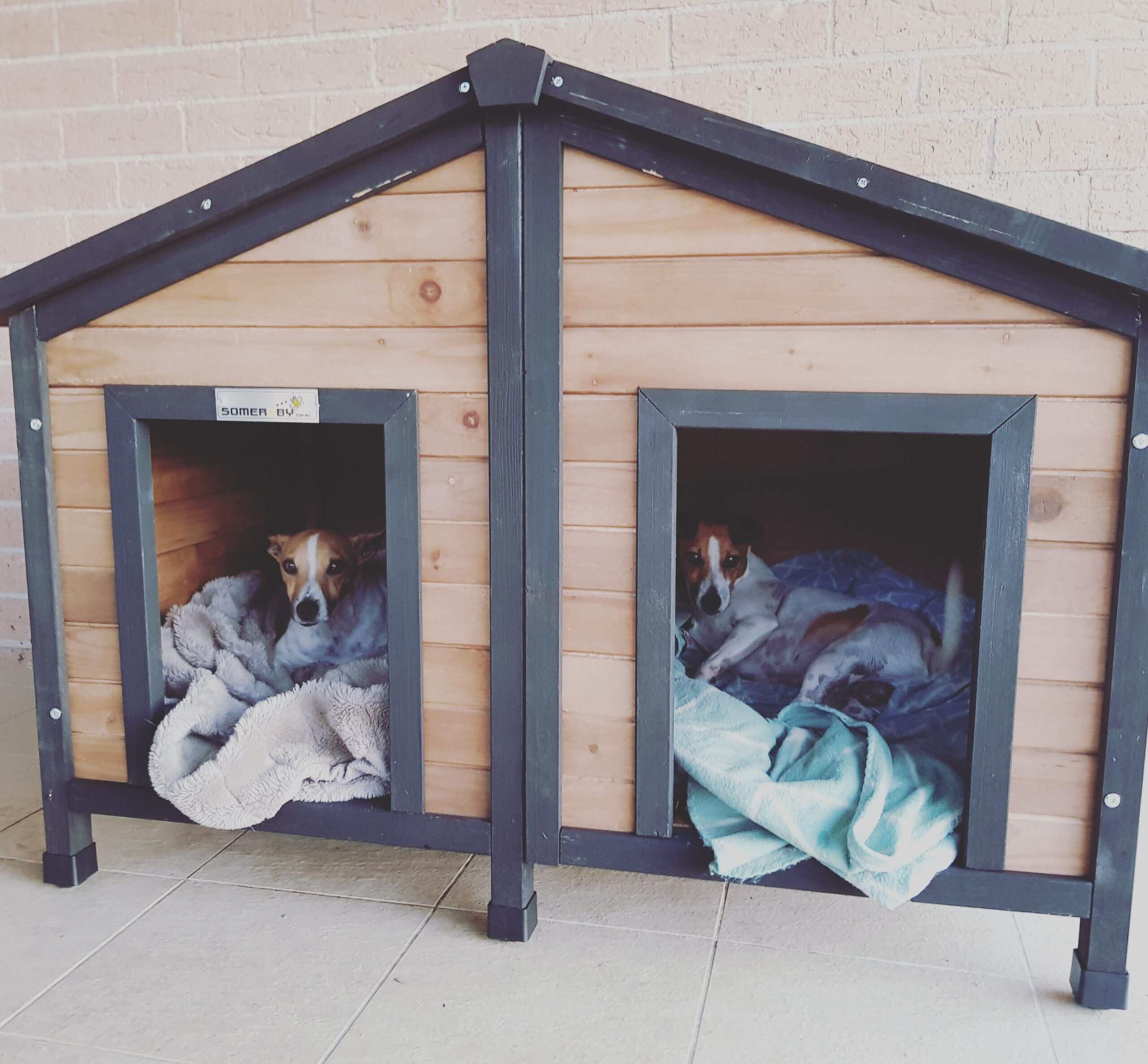 Two Jack Russell dogs laying comfortable in a two door kennel.