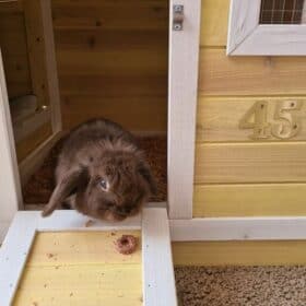 Cute brown rabbit in the doorway of a yellow rabbit hutch.