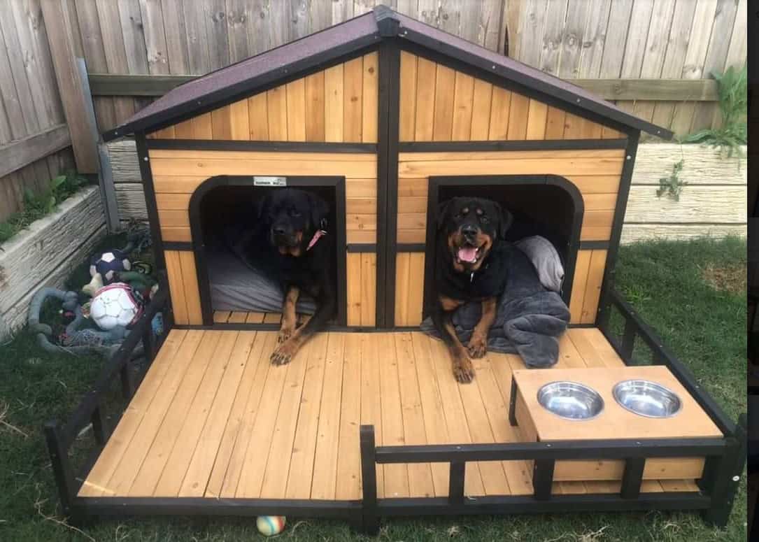 Two Rottweilers laying happily in the doorway of a double door kennel with front porch.