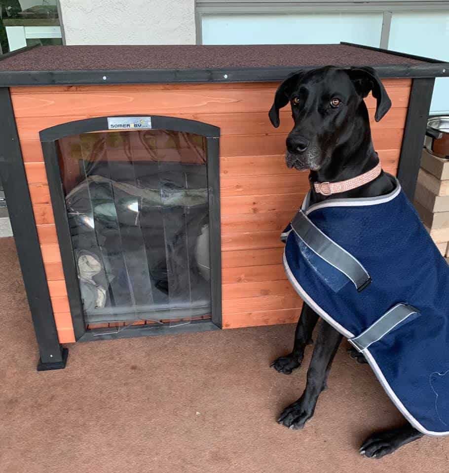 Large black dog wearing a coat sitting in front of a Haven Dog Kennel.