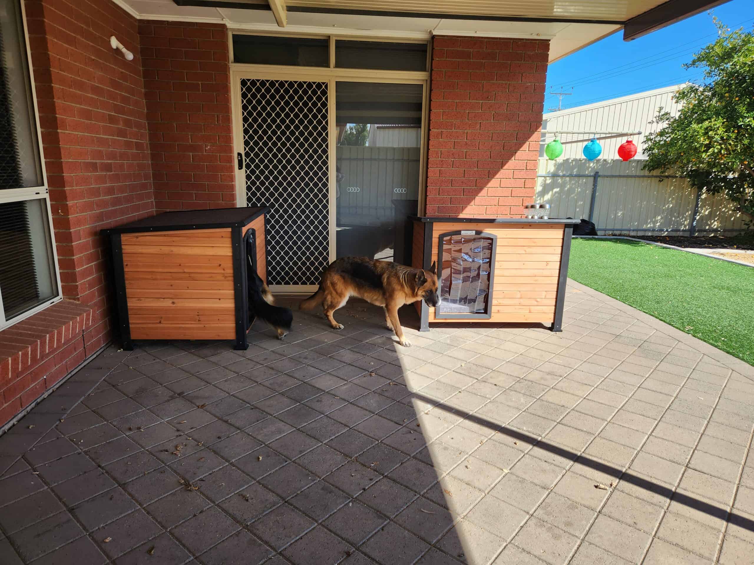 Two German Shepherds inside Haven Dog Kennels in a backyard.