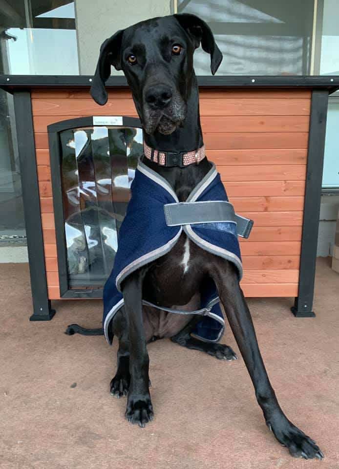 Large black dog sitting in front of a Haven Dog Kennel.
