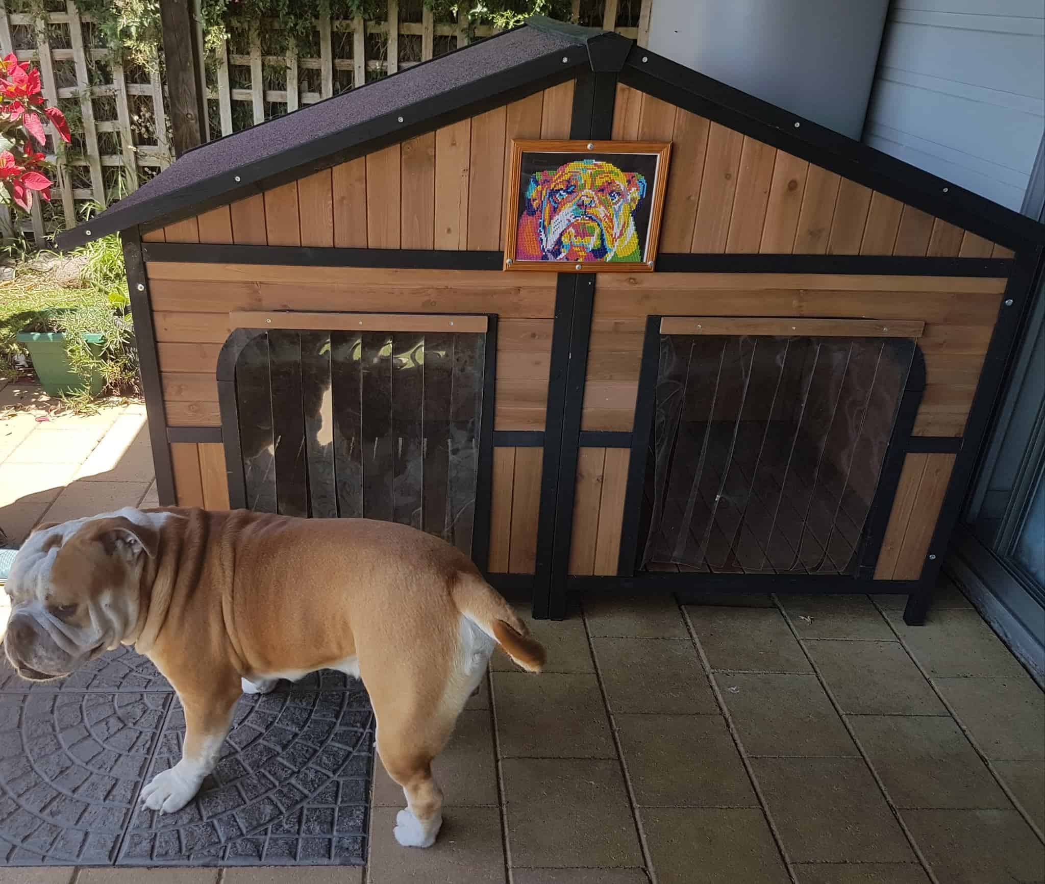 Bulldog standing in front of Grand Dog Kennel which has a painting of the dog mounted above the doorways.