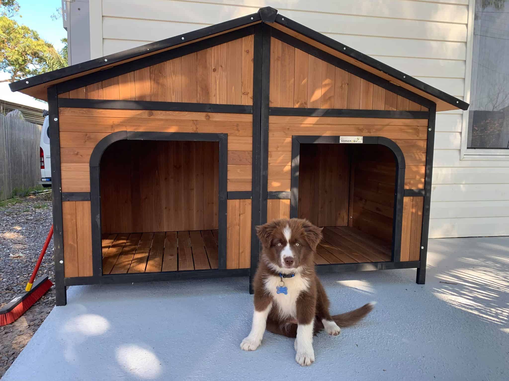 Border Collie puppy sitting in front of the Grand Dog Kennel.