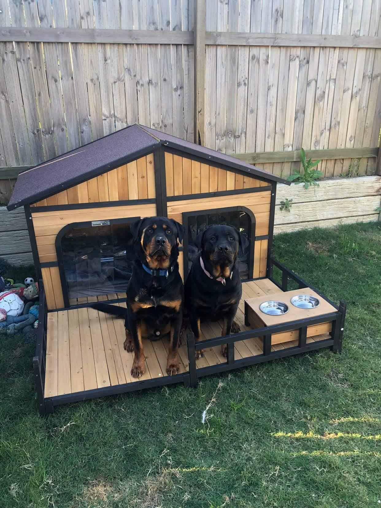 Two Rottweilers sitting on the porch of the Grand Dog Kennel.