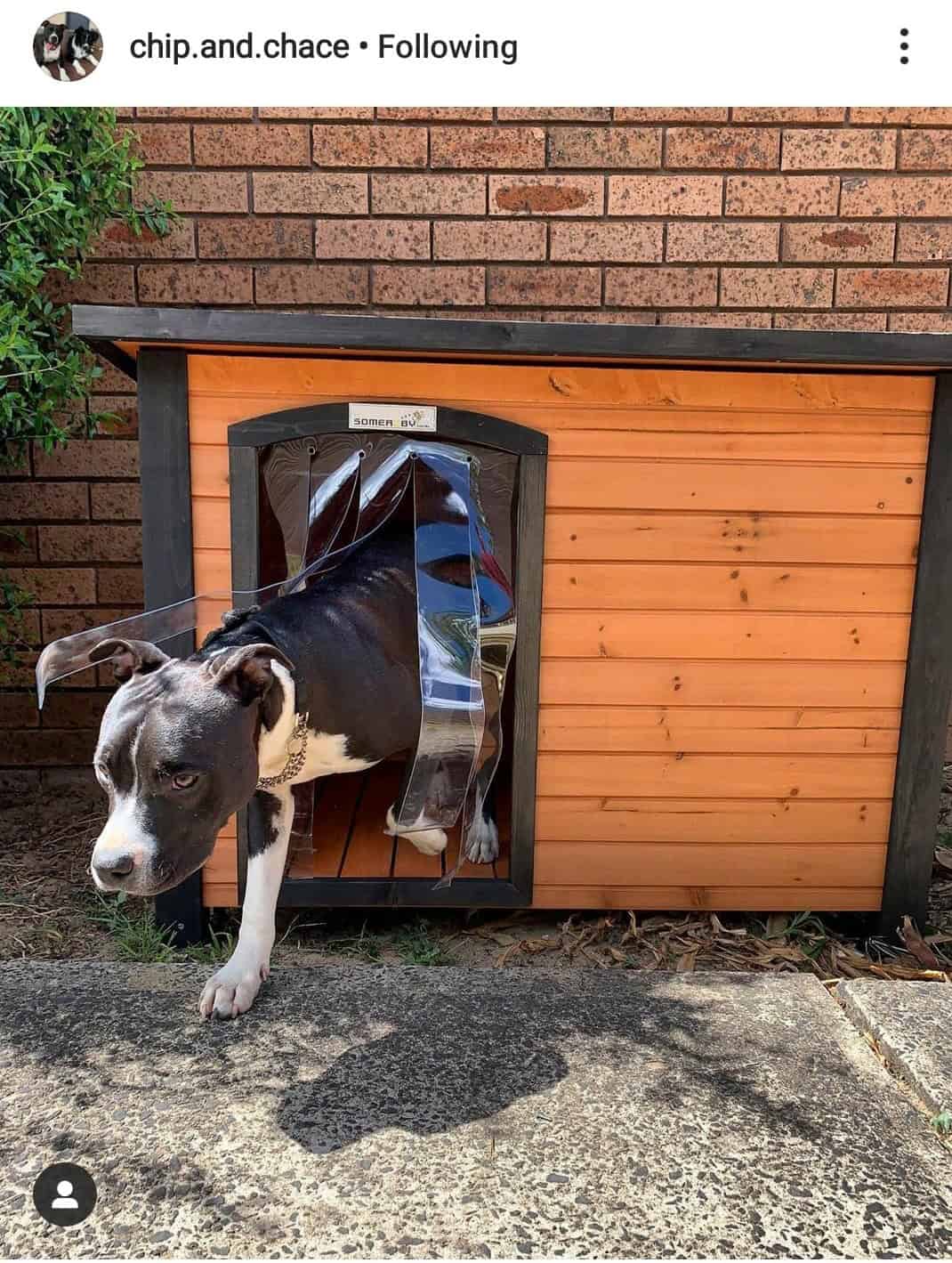Dog walking out of a Haven Dog Kennel outdoors.
