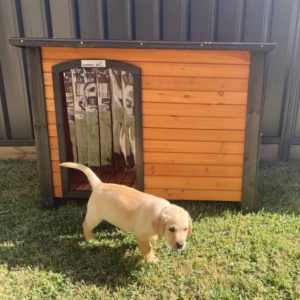 Labrador puppy in front of a Haven Dog Kennel on grass.