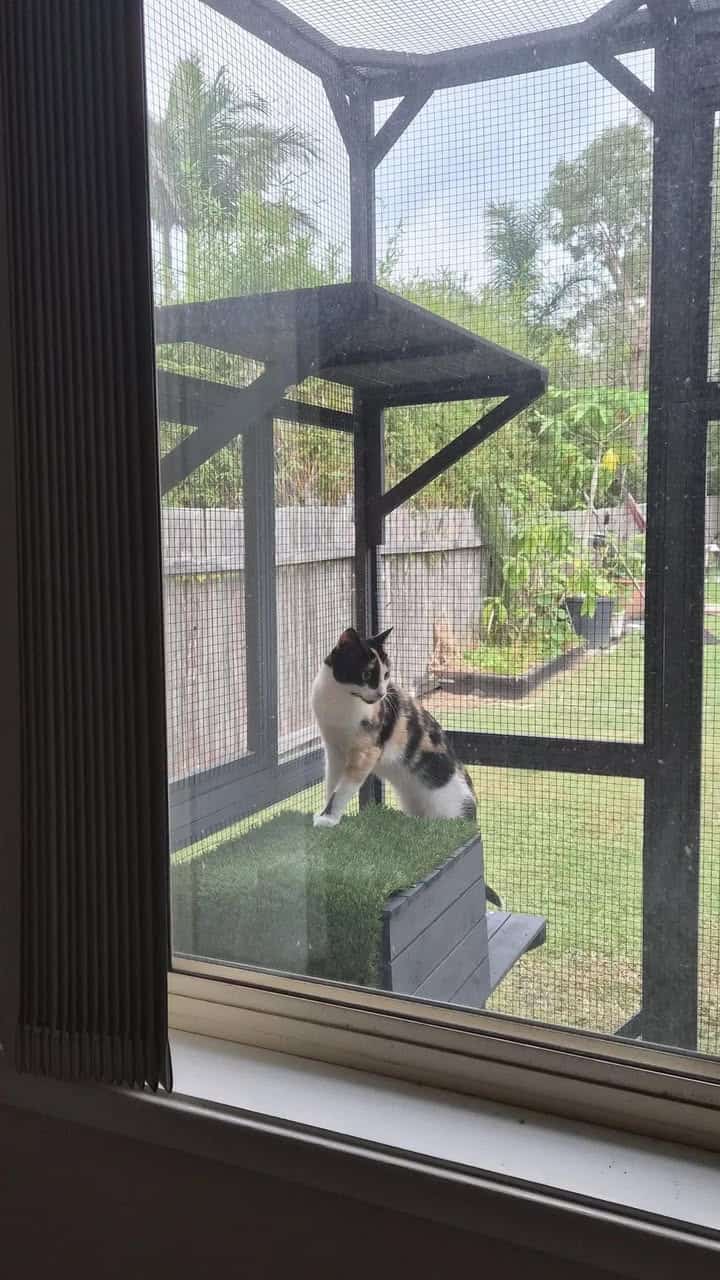 Cat inside the Condo enclosure against a window.