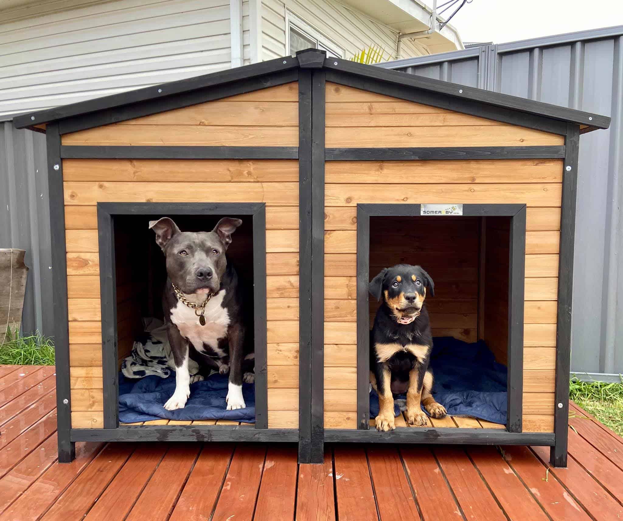 Staffy and Rottweiler puppy standing in the Den Dog Kennel.