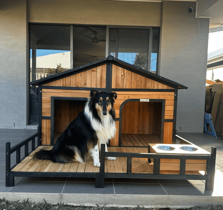 Rough Collie dog sitting on the porch of the Grand Dog Kennel.