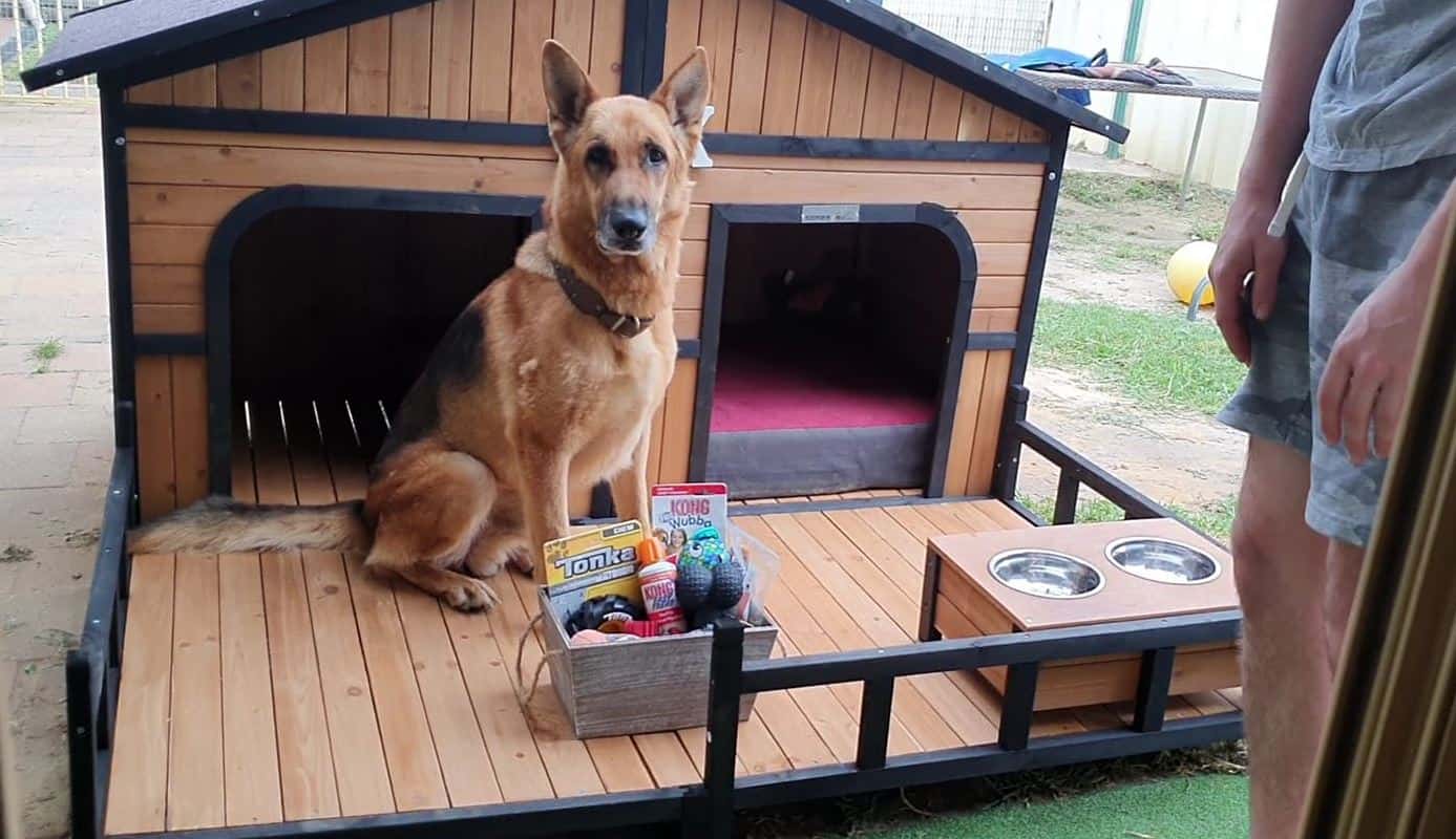 German Shepherd sitting on the porch of the Grand Dog Kennel with a basket of toys.