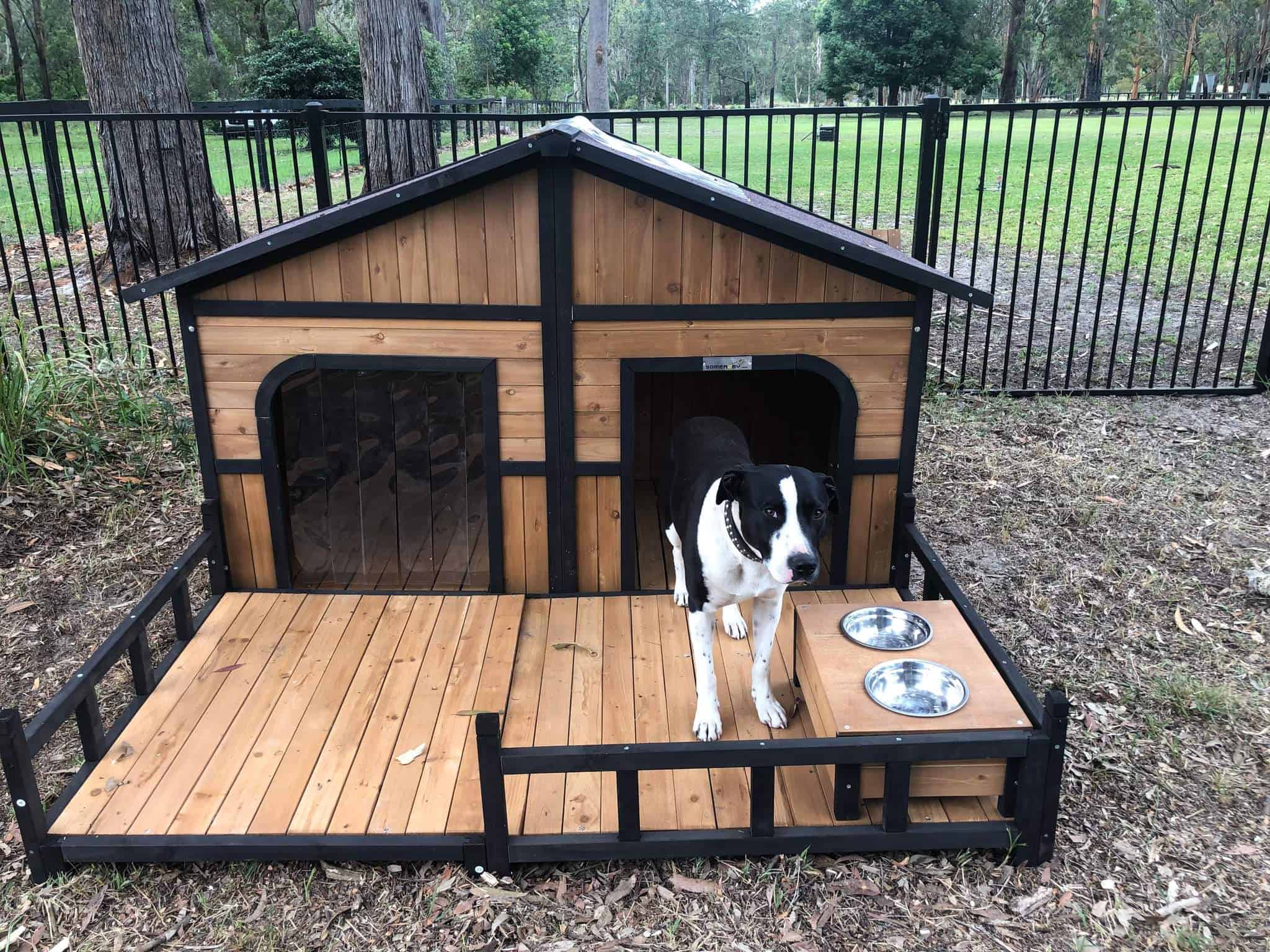 Bull Arab cross Staffy standing on the porch of the Grand Dog Kennel.