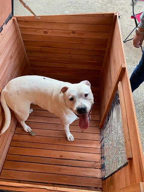 White dog standing inside a Haven Dog Kennel with the roof open.