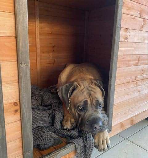 Wrinkly Boerboel dog resting inside a Haven Dog Kennel.