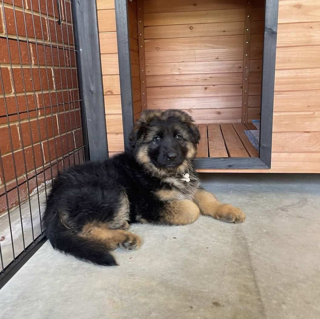 German Shepherd puppy laying in front of a Haven Dog Kennel.