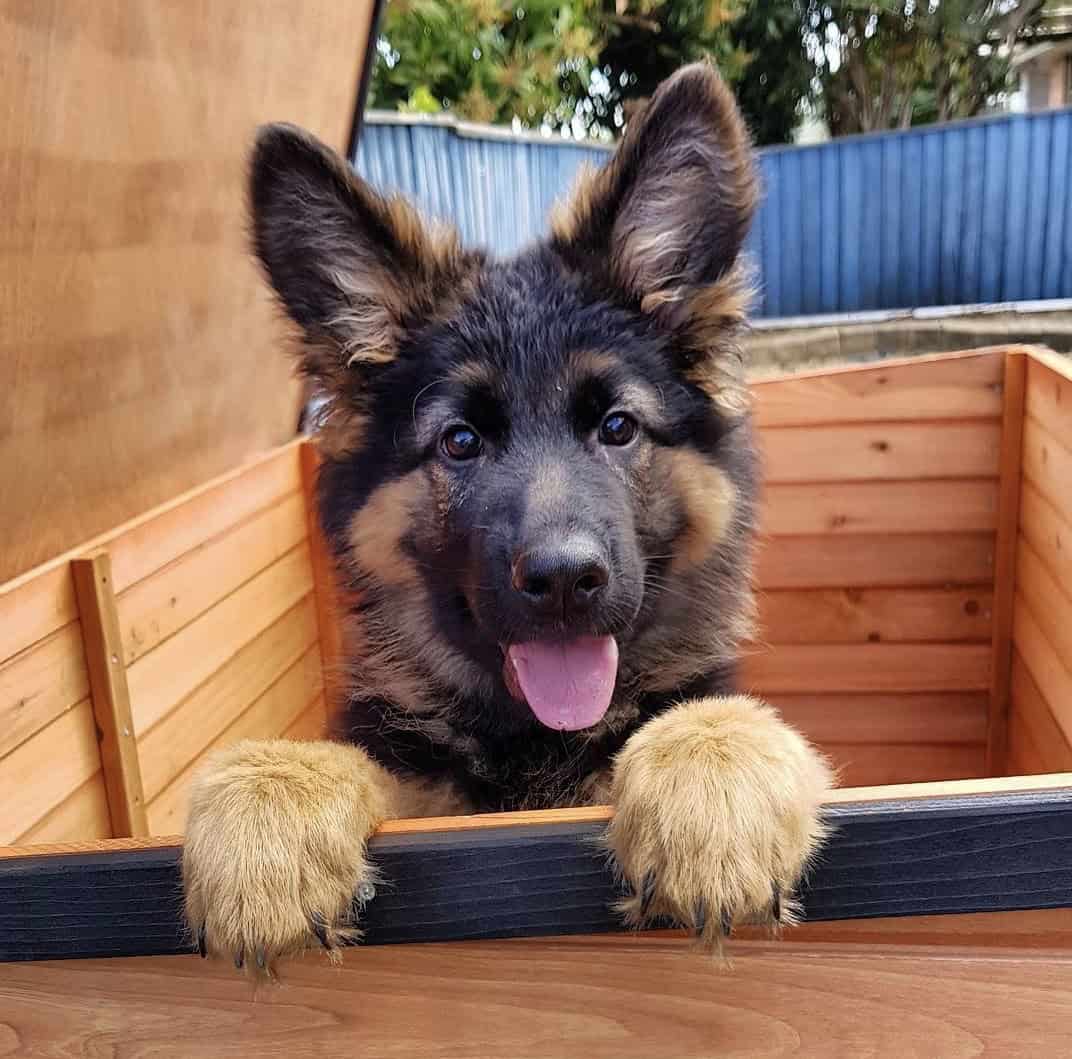 German Shepherd puppy popping its head out of a Haven Dog Kennel with the roof open.