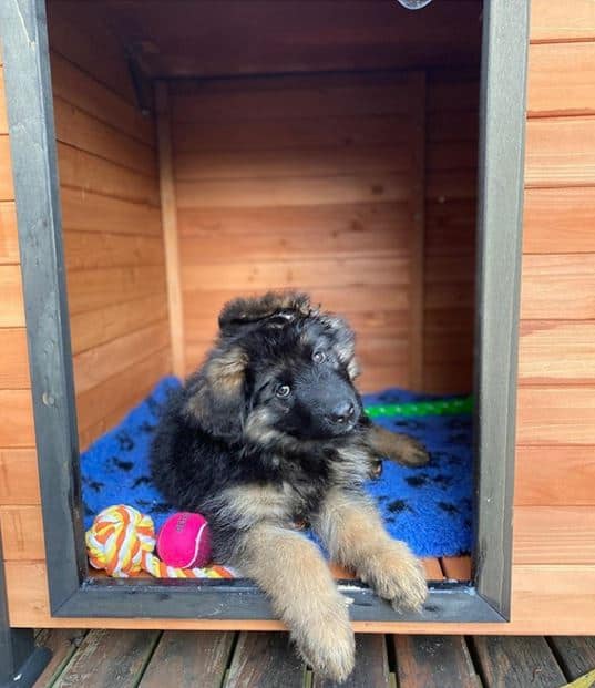 German Shepherd puppy laying inside a Haven Dog Kennel with toys.