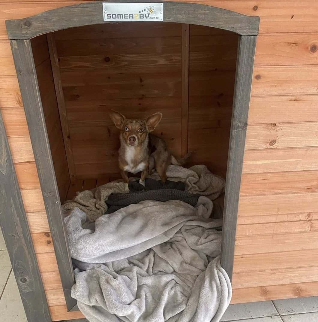 Chihuahua sitting on blankets inside a Haven Dog Kennel.
