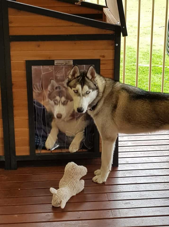 Two Huskies . One is laying inside the Den Dog Kennel and one is standing in front.