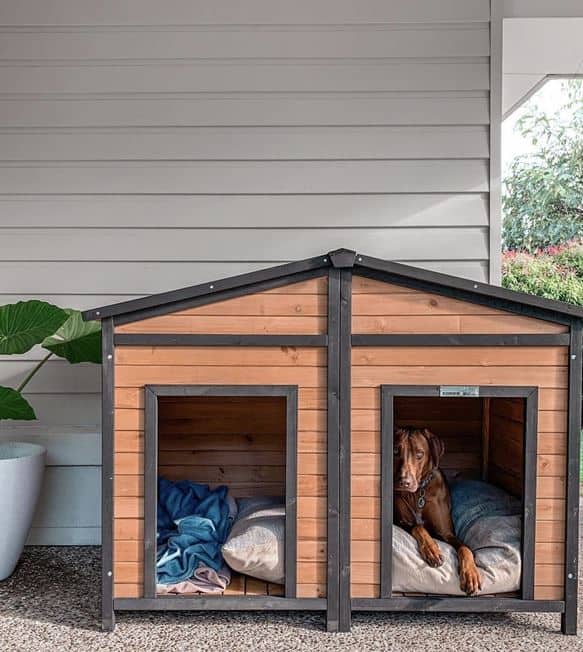 Brown Ridgeback dog laying inside the Den Dog Kennel on bedding.