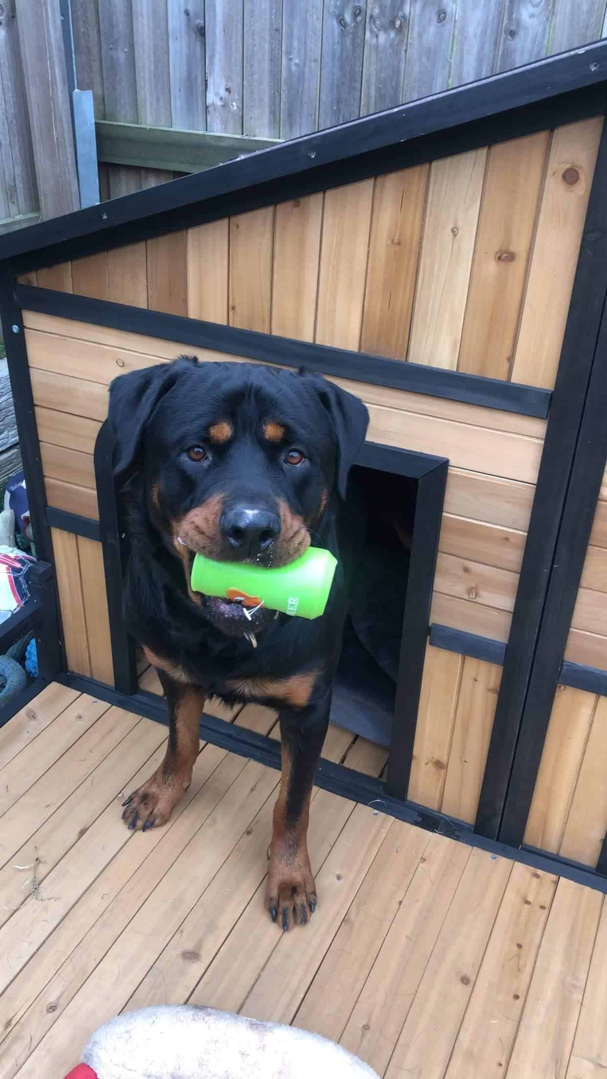 Rottweiler with a toy in its mouth, standing on the porch of the Grand Dog Kennel.