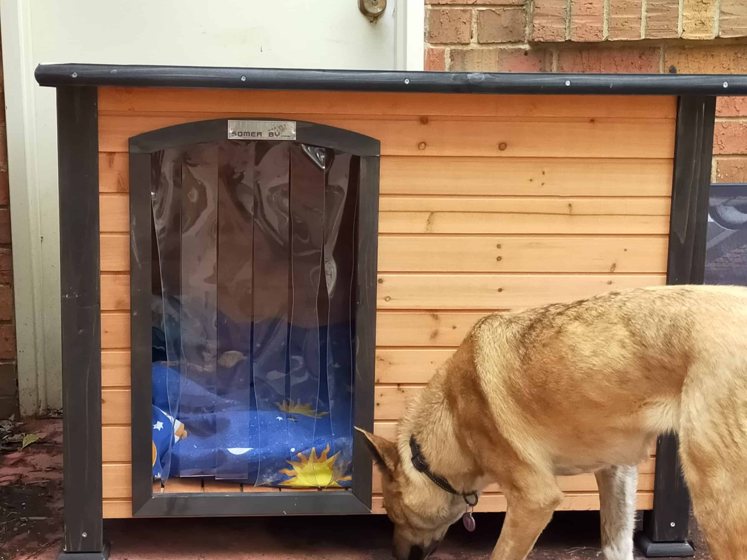 Siberian Husky cross Staffy sniffing the doorway of the Cabin Dog Kennel.